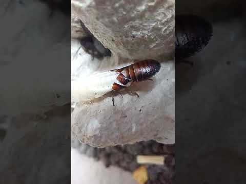 Мадагаскарский таракан: содержание в домашних условиях