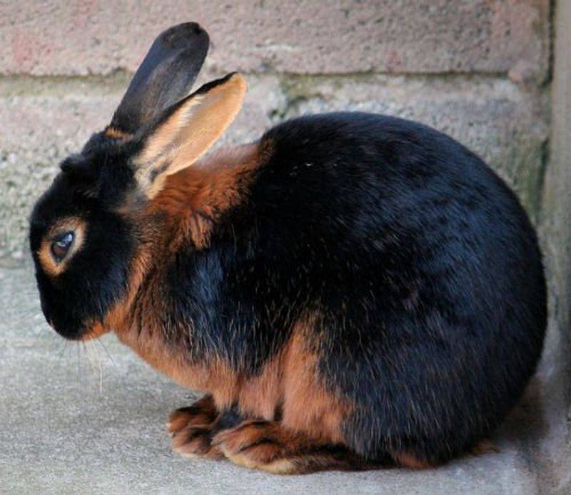 Черно-огненный кролик: описание, характеристика, содержание