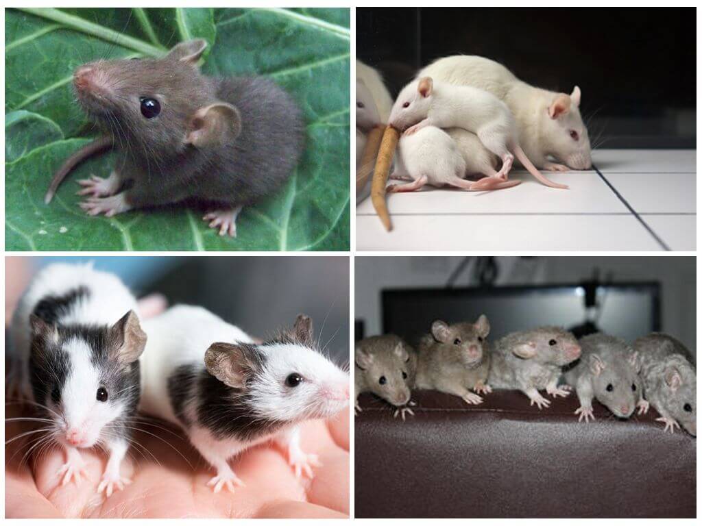 Маленькие крысята: фото новорождённых детёнышей, как выглядят декоративные крысёныши, когда и на какой день открывают глаза, как растут по дням
