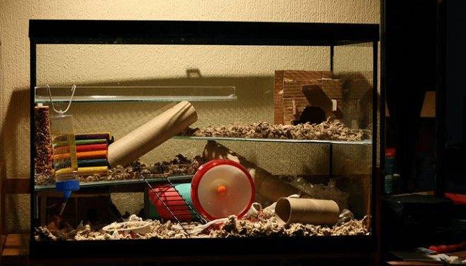 Террариум и аквариум для хомяка: секреты содержания, уход и обустройство жилища