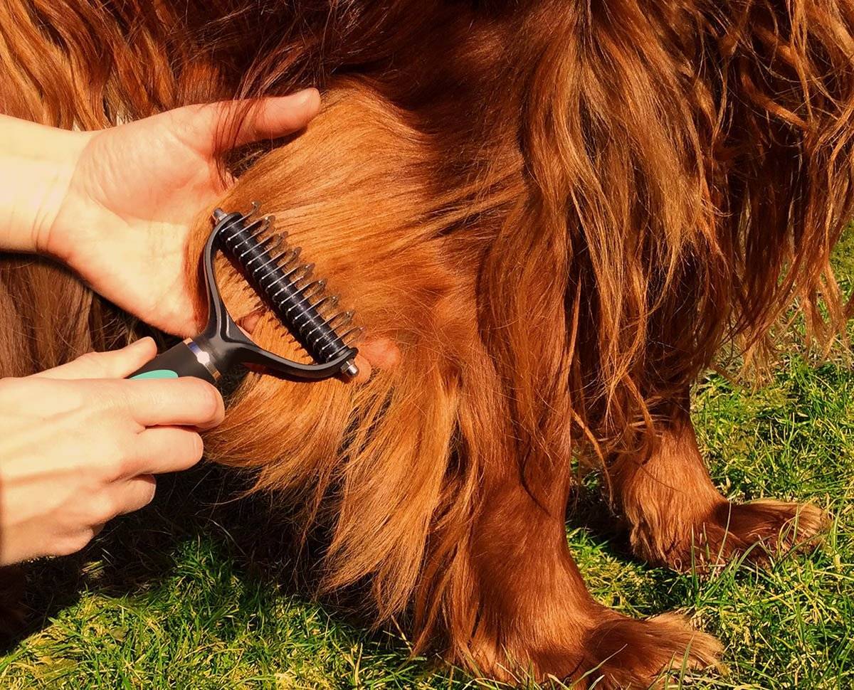 Уход за шерстью собаки: как и чем правильно вычесывать, расчески для длинной, короткошерстных, гладкошерстных, как расчесать колтуны, средства - шампунь, спрей