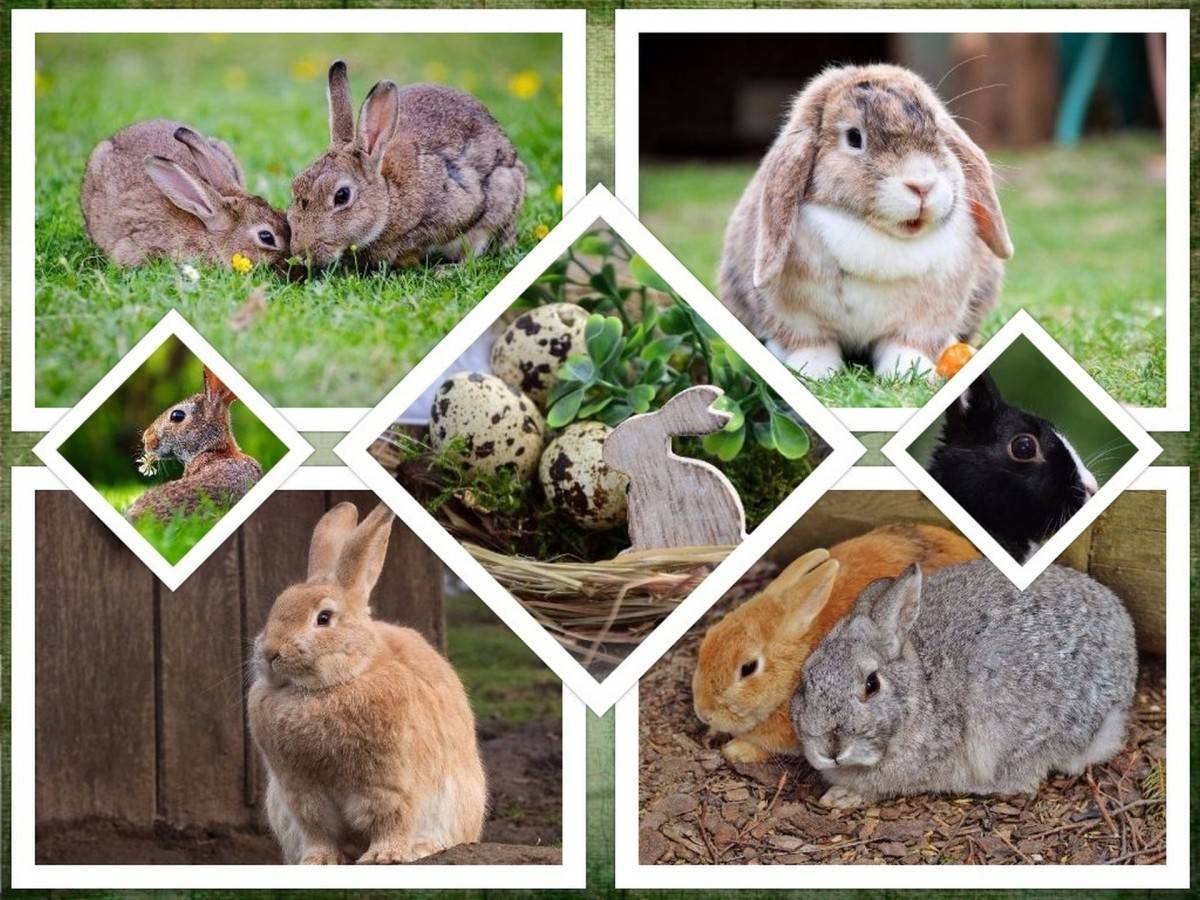 Почему кролик не грызун и чем отличается кролик от зайца | информационный портал о карликовых и декоративных кроликах