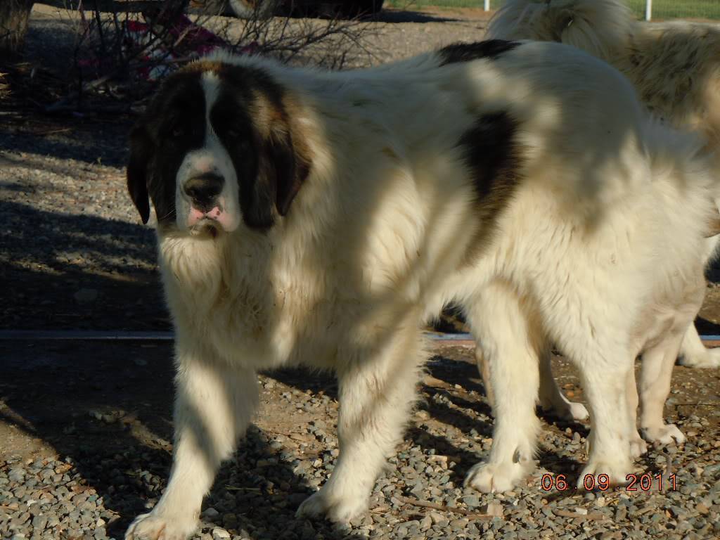 Пиренейский мастиф — фото, описание породы собак, особенности характера