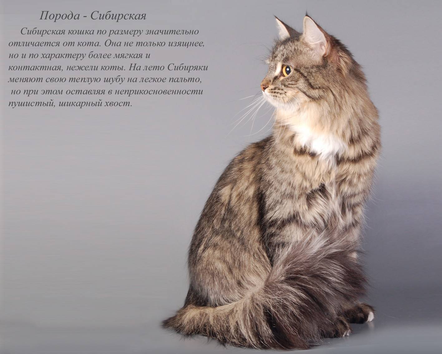 Сибирская кошка описание