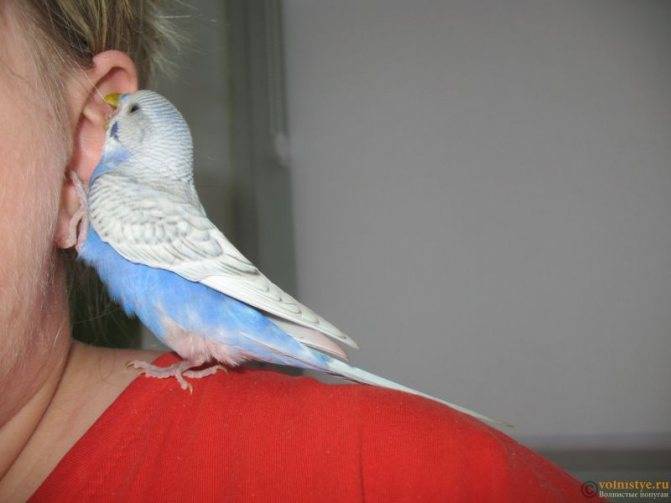 Почему попугай кусается и как отучить его кусаться: полезные советы