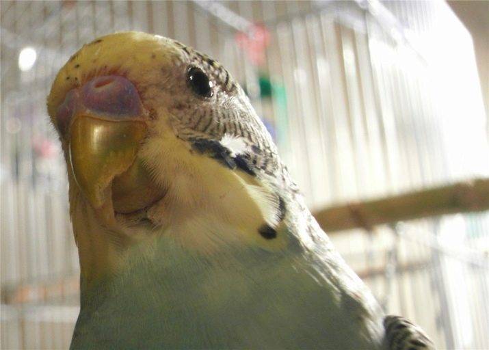 Почему попугай скрипит клювом и издает скрипящие звуки