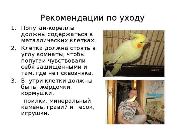 Как ухаживать за попугаем. содержание попугаев дома :: syl.ru