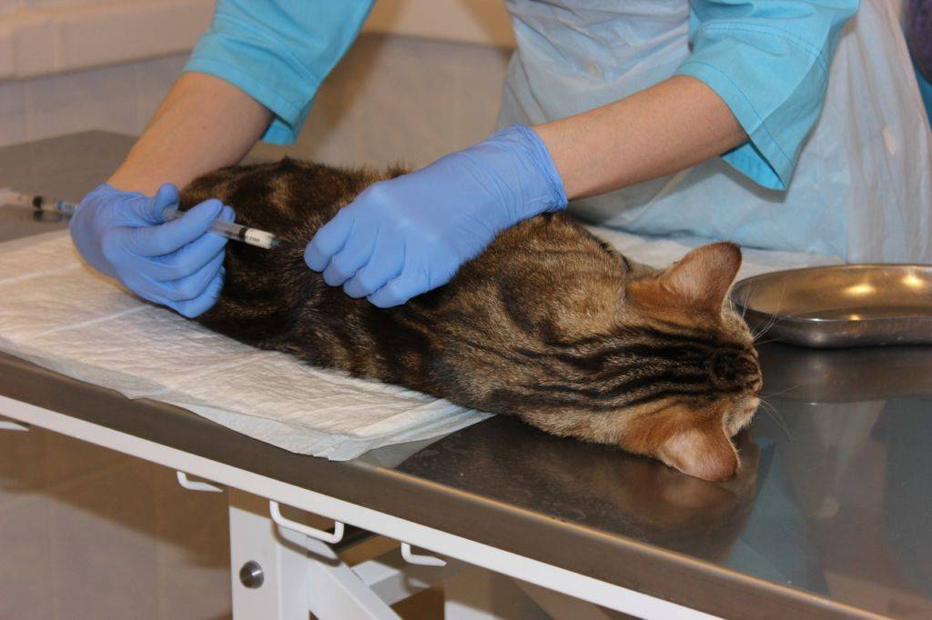 Стерилизации кошек - неовет24 сеть ветеринарных клиник