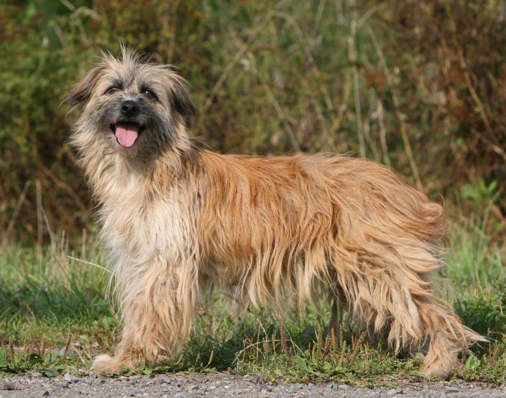 Длинные породы собак. описание, особенности, виды, названия и фото длинных пород собак | животный мир