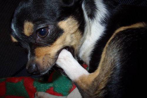 Прыщи у собак: фото, причины и лечение от ветеринара дерматолога