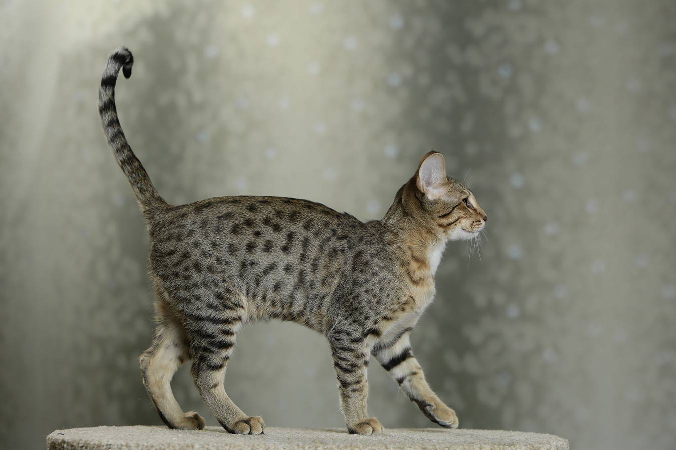 Саванна (кошка): описание породы, характер, отзывы (фото и видео)