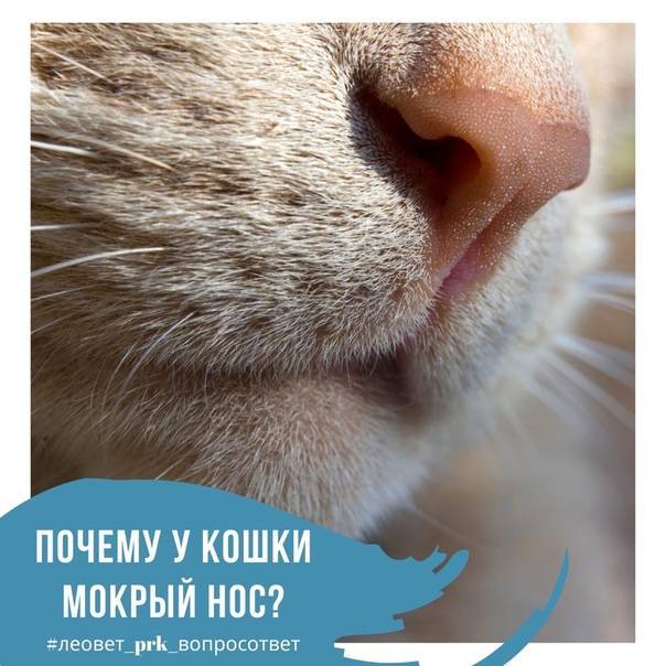 Почему у кошки или кота мокрый нос: причины сырого и холодного носа