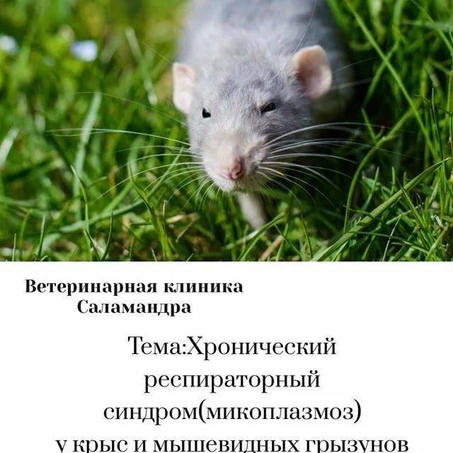 Микоплазмоз у крыс: симптомы, лечение и профилактика - kotiko.ru