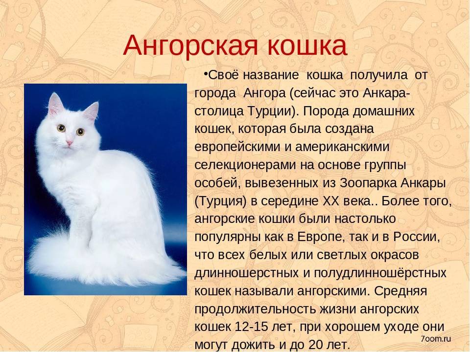 Ангорская кошка: описание, характер, фото, отзывы