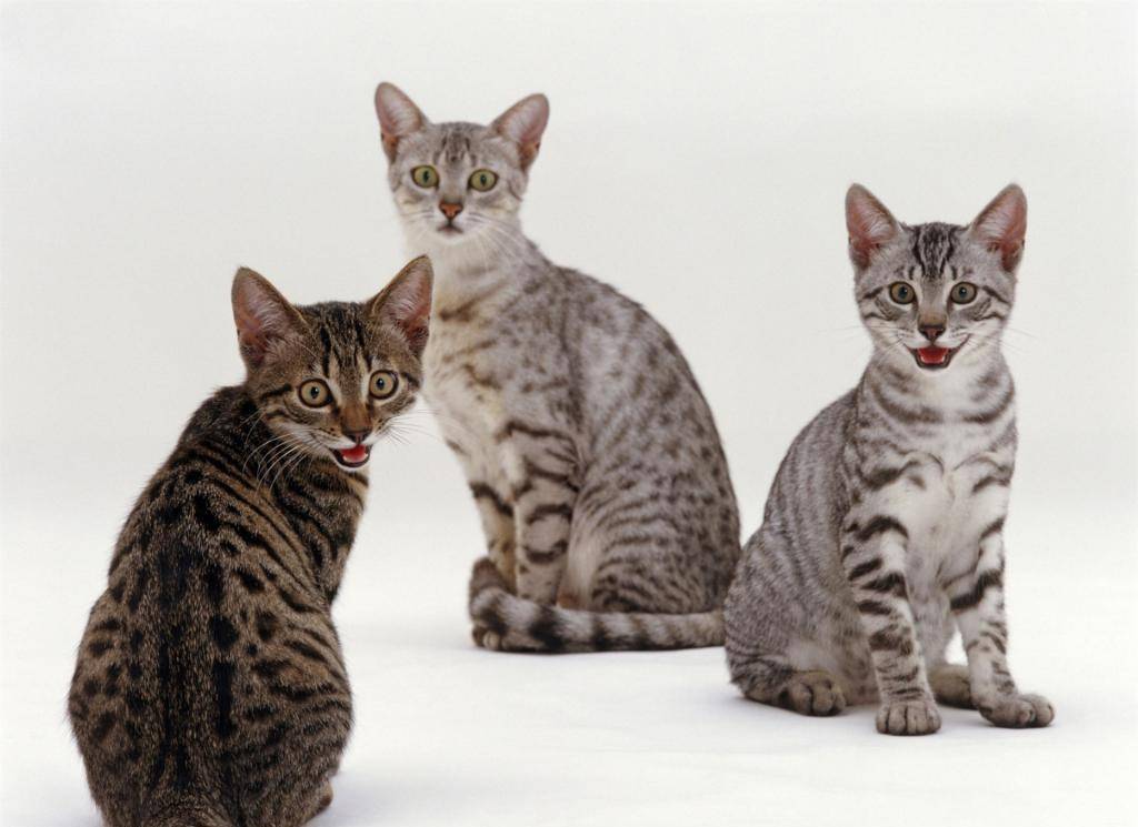 Египетская кошка мау: описание породы, характер, здоровье