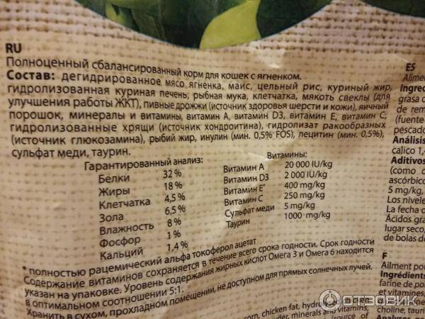 Корм для кошки: как выбрать качественный