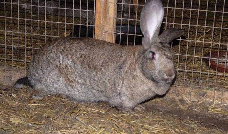Порода кроликов ризен — описание и содержание