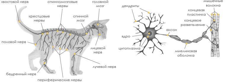 Схема нервной системы млекопитающих