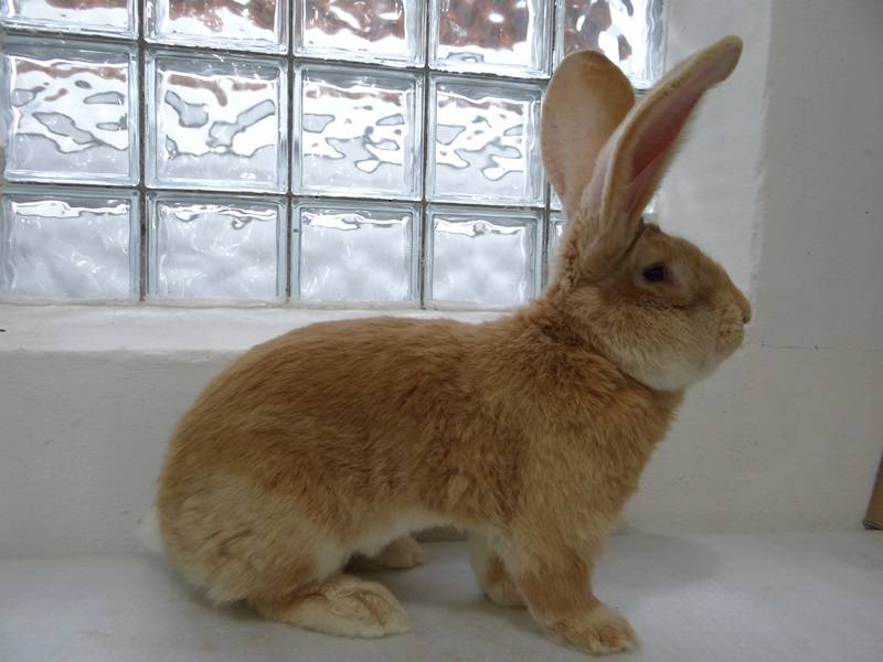 Обзор рыжих пород кроликов: описание и характеристики