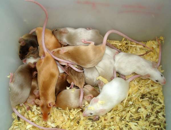 Как размножаются мыши: как быстро плодятся, как рождаются новорождённые мышата и как выглядят детёныши с фото, сколько длится беременность мышки