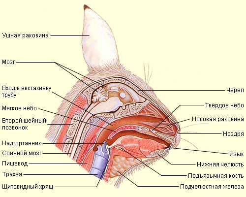 Часть 1. анатомия и физиология кроликов