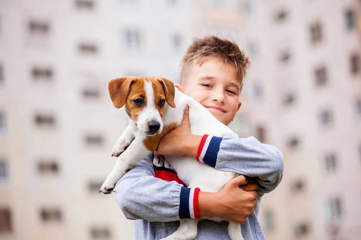 Лучшие породы собак для детей с фотографиями и описанием