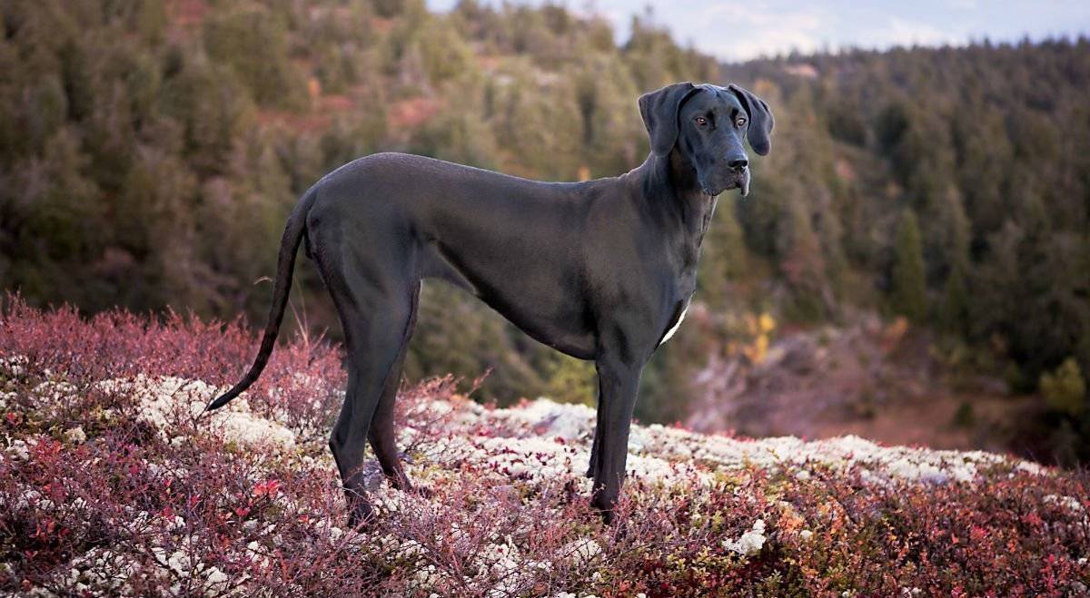 Самые красивые породы собак: фото и название, характеристики и описание