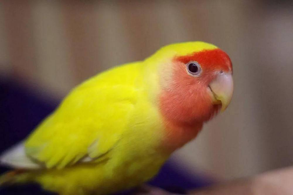 Жёлтый волнистый попугай | описание, содержание в домашних условиях