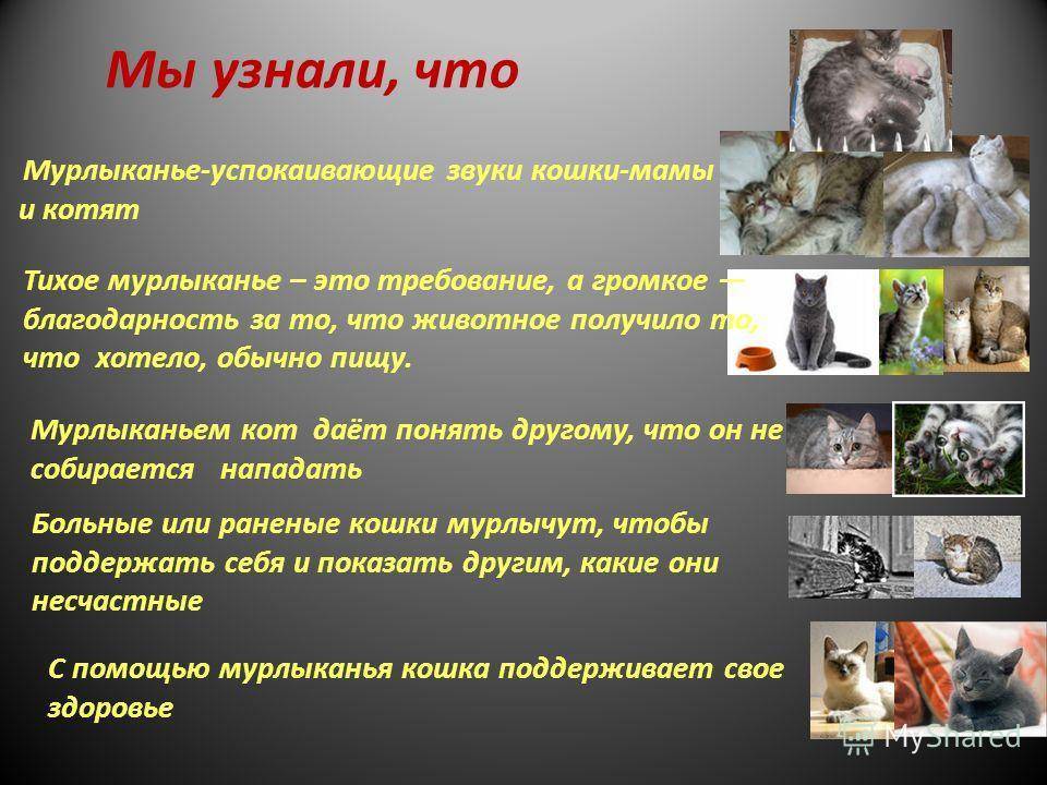 10 звуков кошек — и что они означают? | скоттиш фолд вислоухое мяу