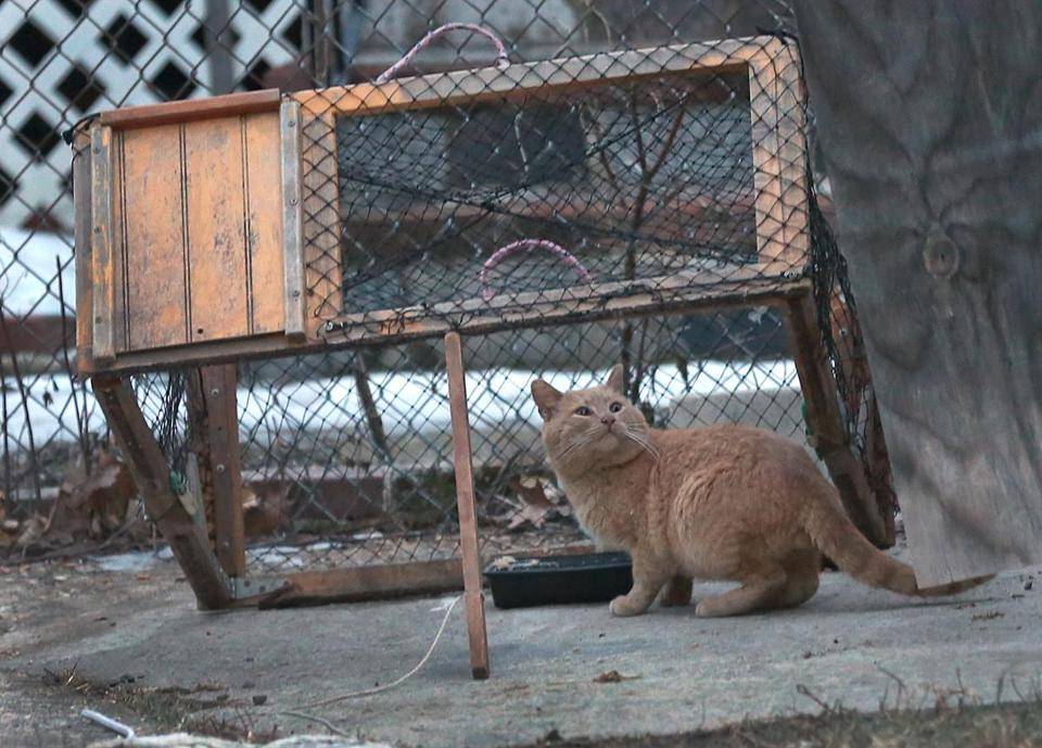 Как поймать испуганного котенка на улице: советы работника приюта для бездомных животных