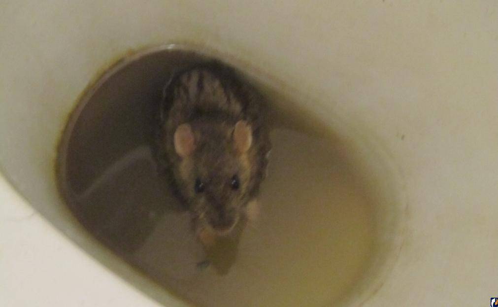 Может ли вылезти крыса из унитаза — вредитель [a pest]