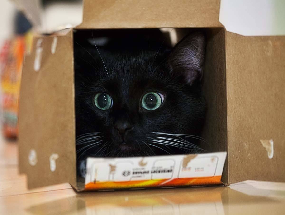 Почему кошка любит прятаться в темных местах?