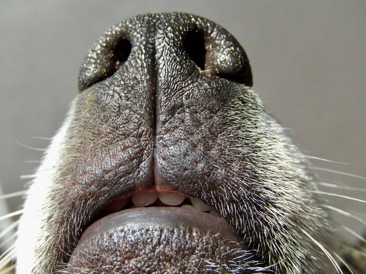 Лучший ответ: почему собаки толкают нос щенкам? - путеводитель mi dog