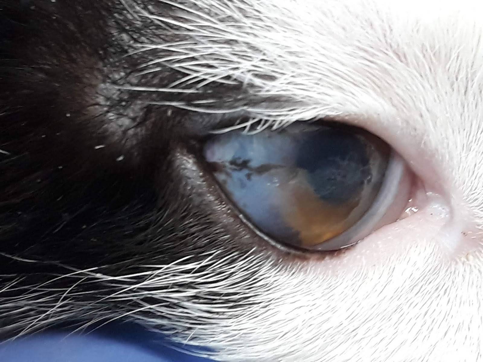 Почему у кошки (кота) гноятся глаза? как это вылечить? | ветеринарная офтальмология и микрохирургия глаза