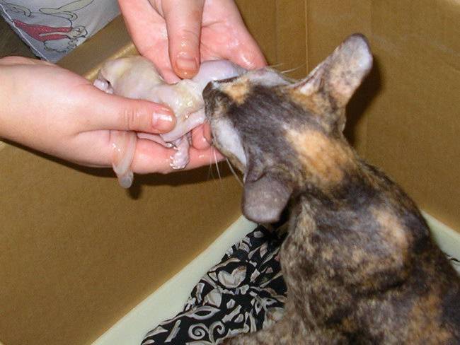Дегельминтизация кошек: что это такое, зачем и как часто проводят антипаразитарную обработку