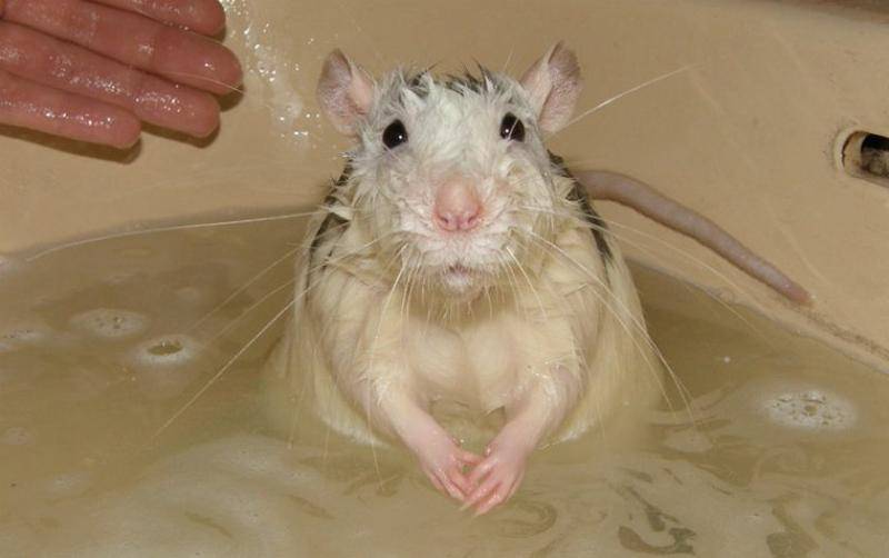 Купание декоративной крысы в домашних условиях - люблю хомяков