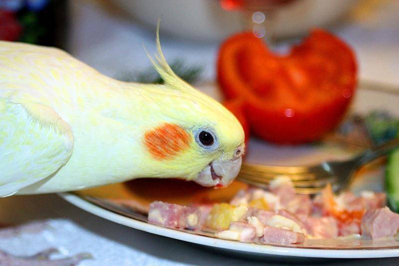 Чем кормить волнистого попугая кроме корма?