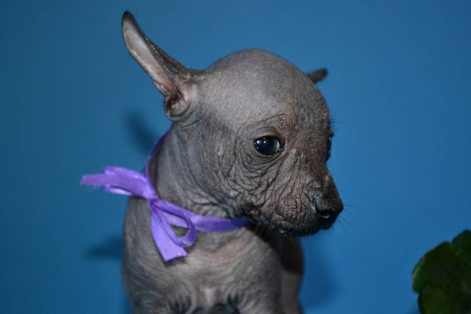Собака ксолоитцкуинтли: фото, цена, особенностии описание породы