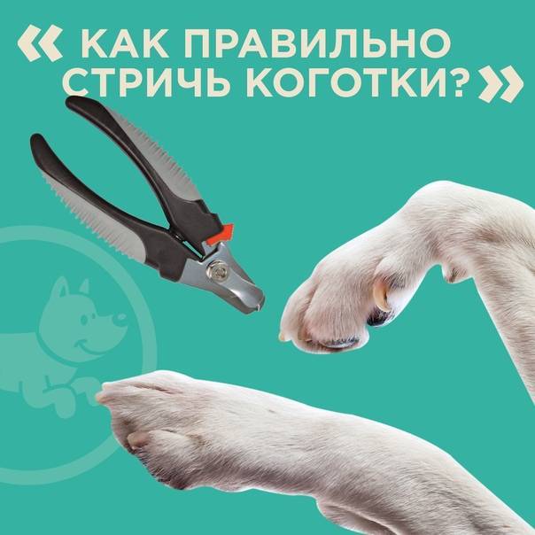 Как приручить крысу к рукам: что делать, если она боится, почему крысёнок лижет руки, можно ли подружиться, если она кусается и вырывается