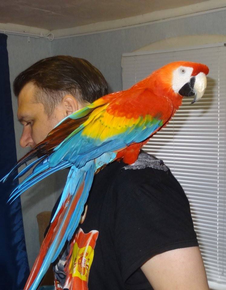Сколько стоит попугай ара в россии | наши птички