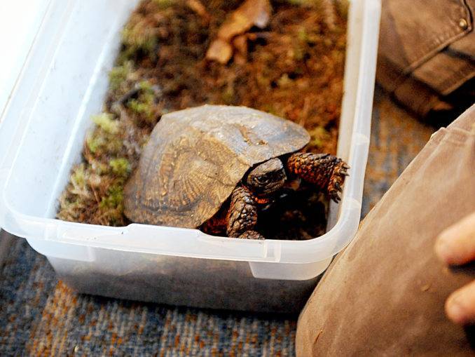 Спячка черепах: условия успешной зимовки