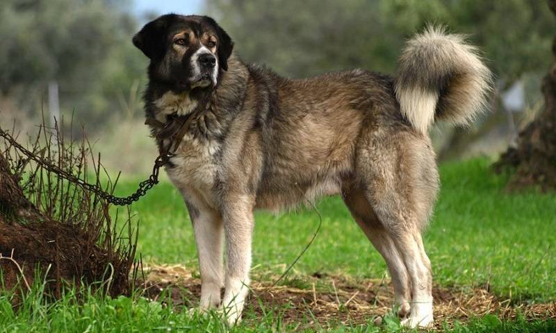 Греческая овчарка: характеристики породы собаки, фото, характер, правила ухода и содержания