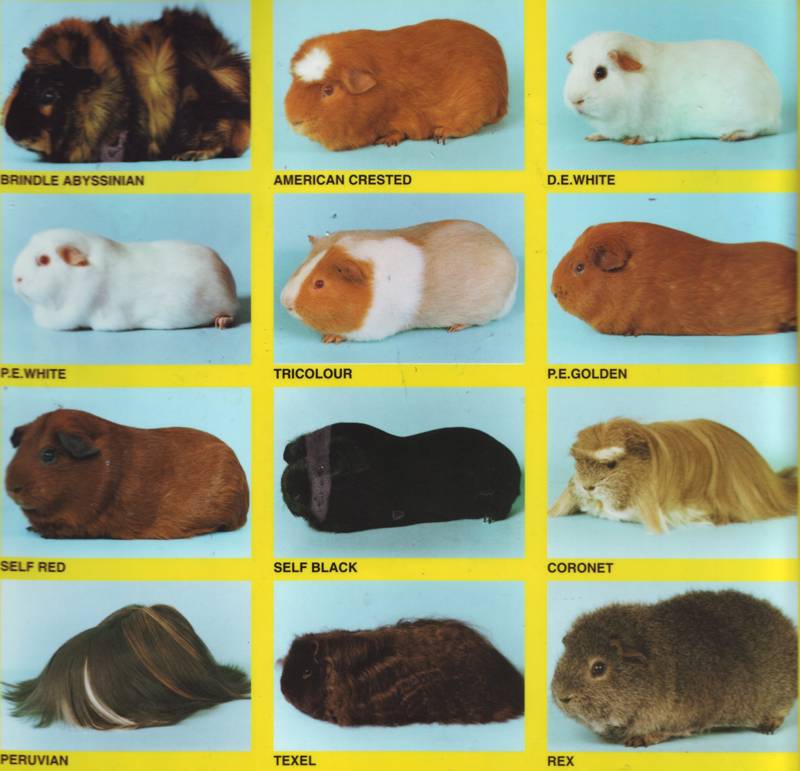 Морская свинка (guinea pig) - породы, фото, цены, питомники, рекомендации заводчиков