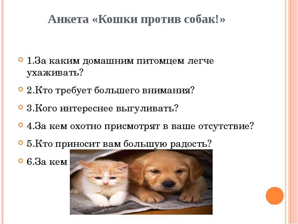 Какое животное лучше завести дома: собаку или кошку? vovet.ru