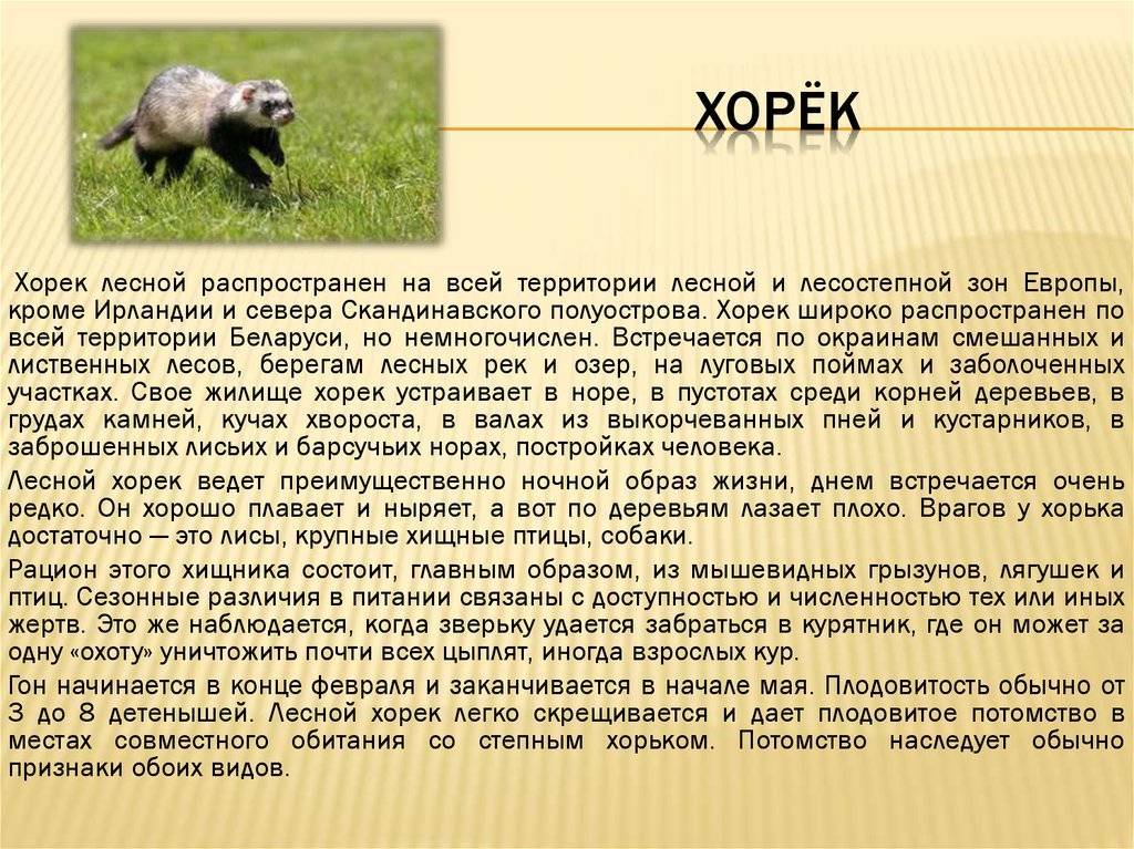 Анализ хорь. Доклад про хорька. Сообщение о хорьке. Степной хорек описание. Хорек краткое описание.