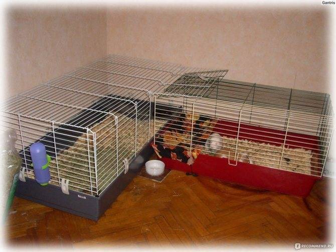 Игрушки для крыс своими руками: какие можно сделать для животного, простые аттракционы в клетку для домашних питомцев, нужно ли колесо для бега