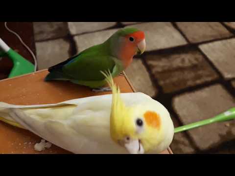 Корелла и волнистый попугай в одной клетке (фото и видео)