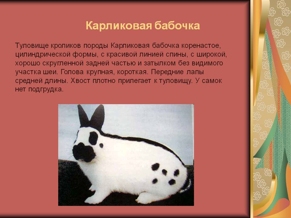 Порода кроликов бабочек: описание и характеристика, разведение и содержание