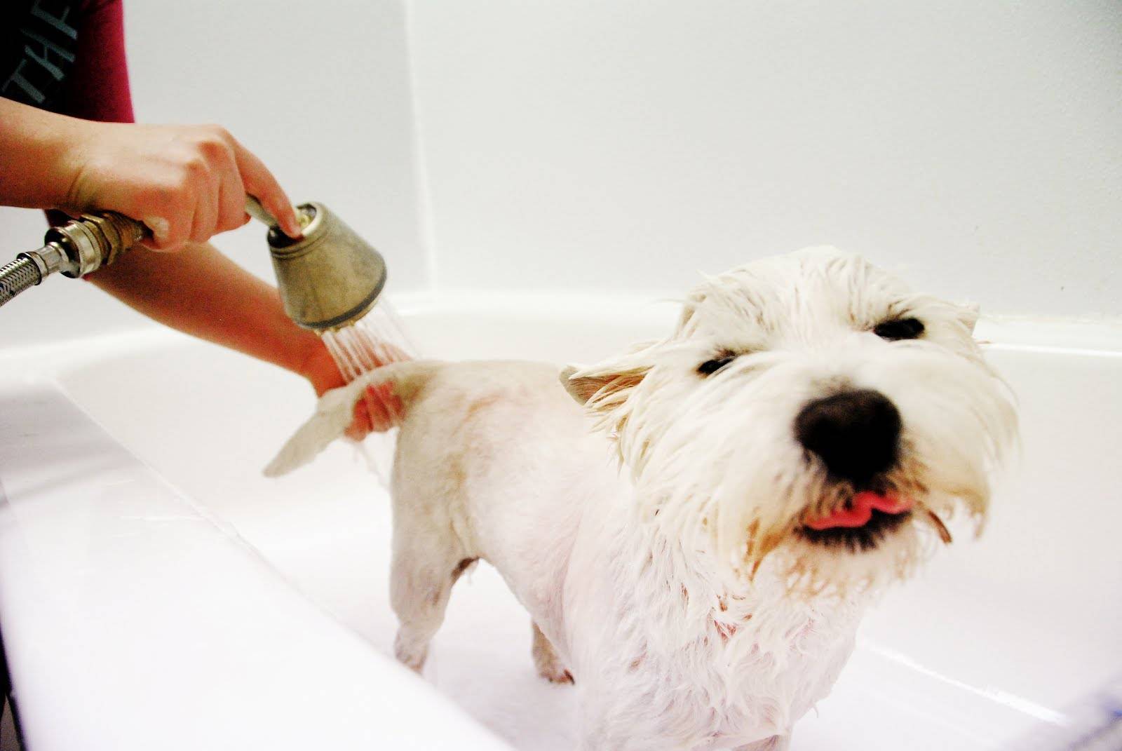 Можно ли мыть собаку человеческим шампунем? | все о собаках