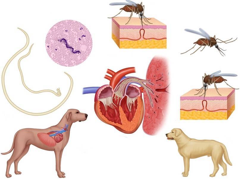 Дирофиляриоз у собак - симптомы, лечение, профилактика | евровет
